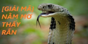 Mơ Thấy Rắn Đánh Con Gì Để Chiến Thắng Trò Chơi Lô Đề