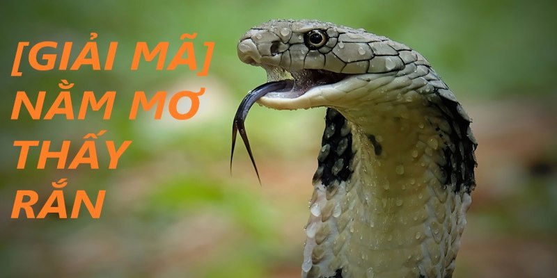 Mơ Thấy Rắn Đánh Con Gì Để Chiến Thắng Trò Chơi Lô Đề